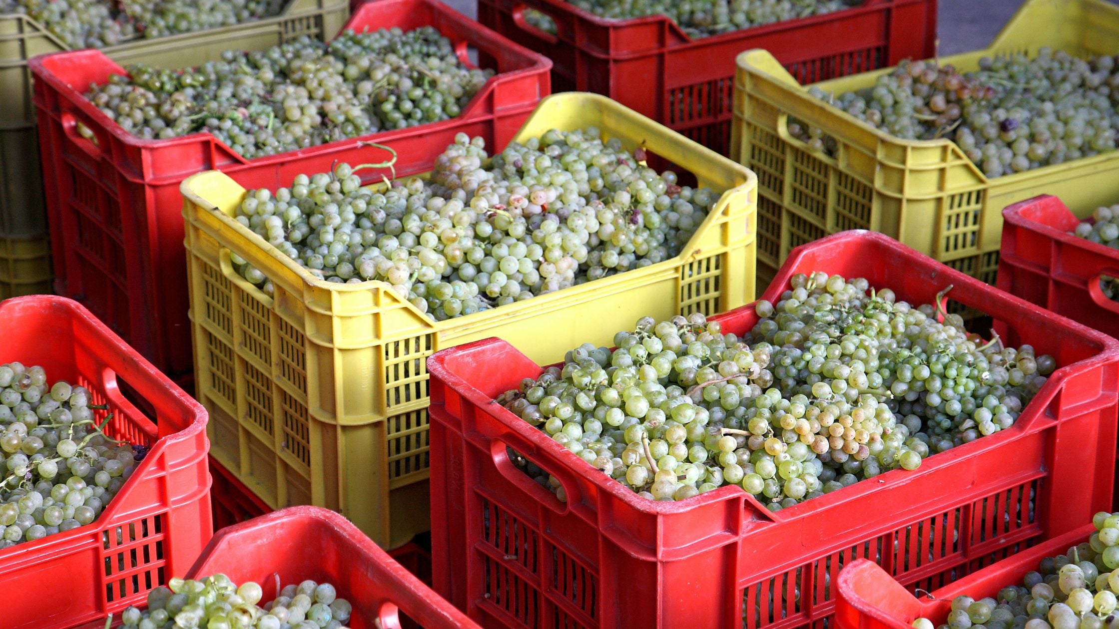 Bunches of Falanghina natural white grapes after harvest