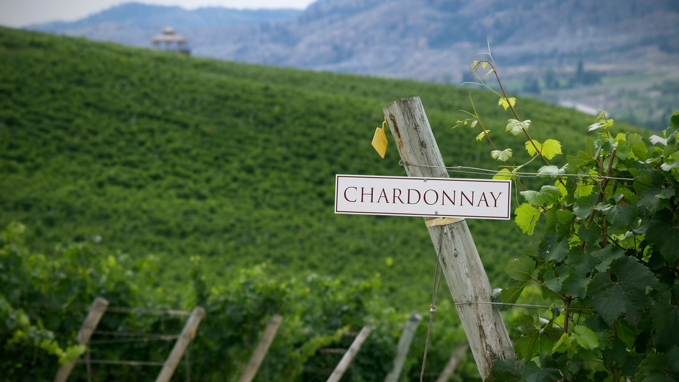Chardonnay grape vineyard with Chardonnay sign